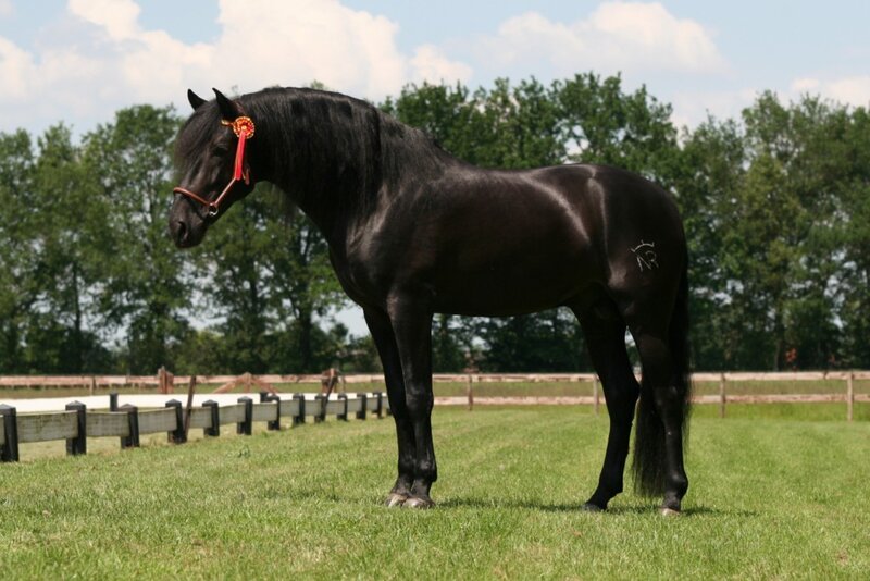 Black Horse with Ribbon — Calm