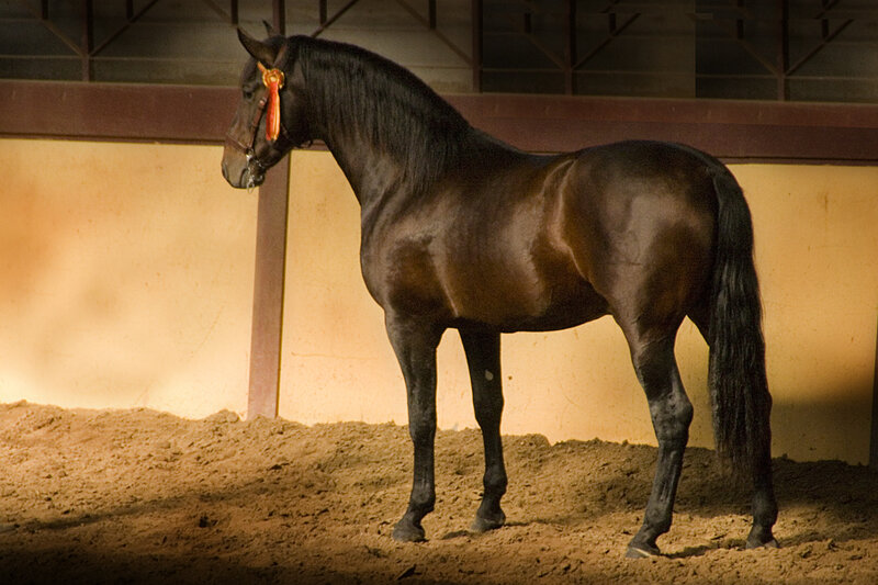 black horse with ribbon