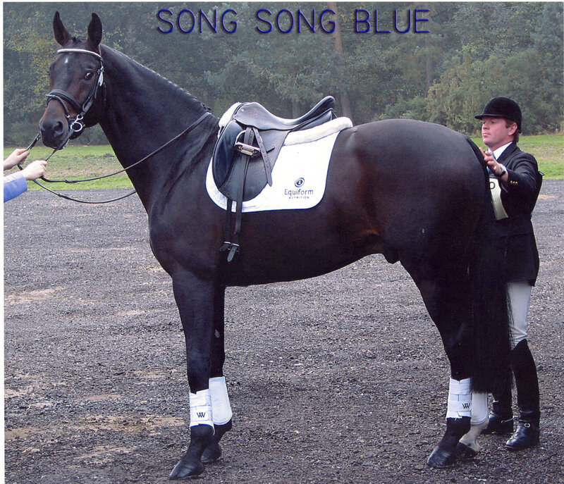 Black Horse with Rider — Calm