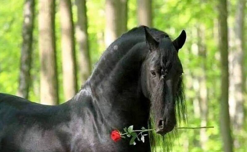 Black Horse with Rose — Serene