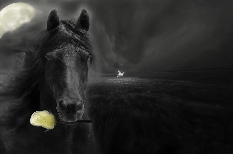 Black Horse with Rose