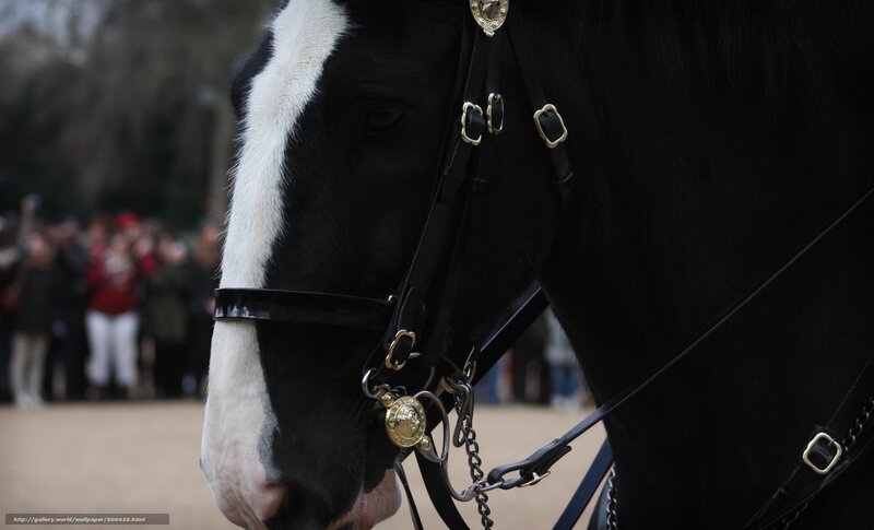 black horse with white blaze