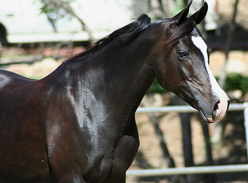 black horse with white blaze