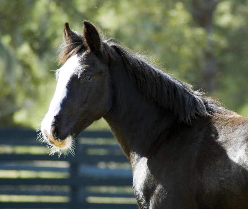 Black Horse with White Blaze — Brown
