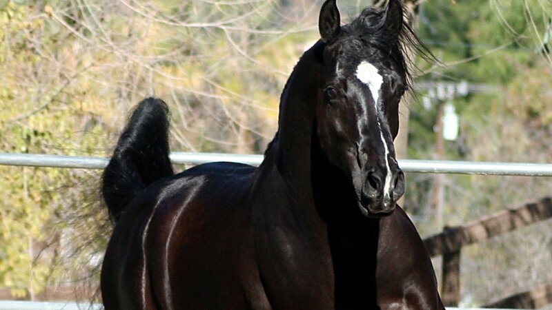 Black Horse with White Blaze — Calm, Afternoon, Photograph