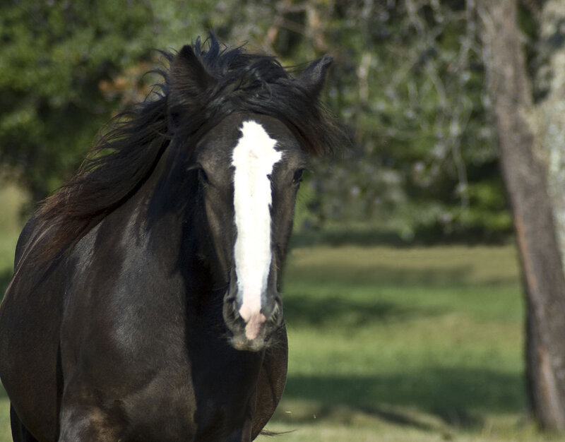 Black Horse with White Blaze — Calm, Afternoon