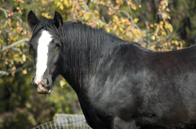 Black Horse with White Blaze — Calm, Autumn