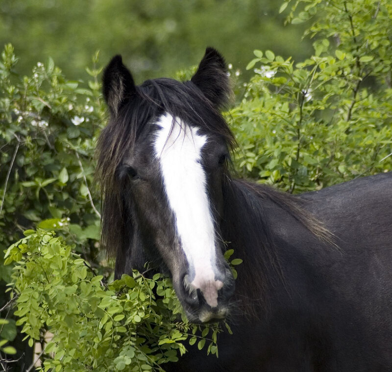 Black Horse with White Blaze — Calm