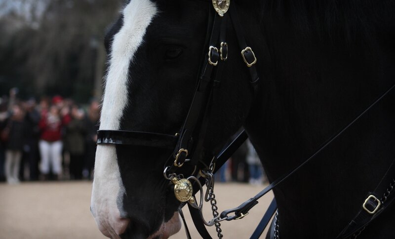 black horse with white blaze