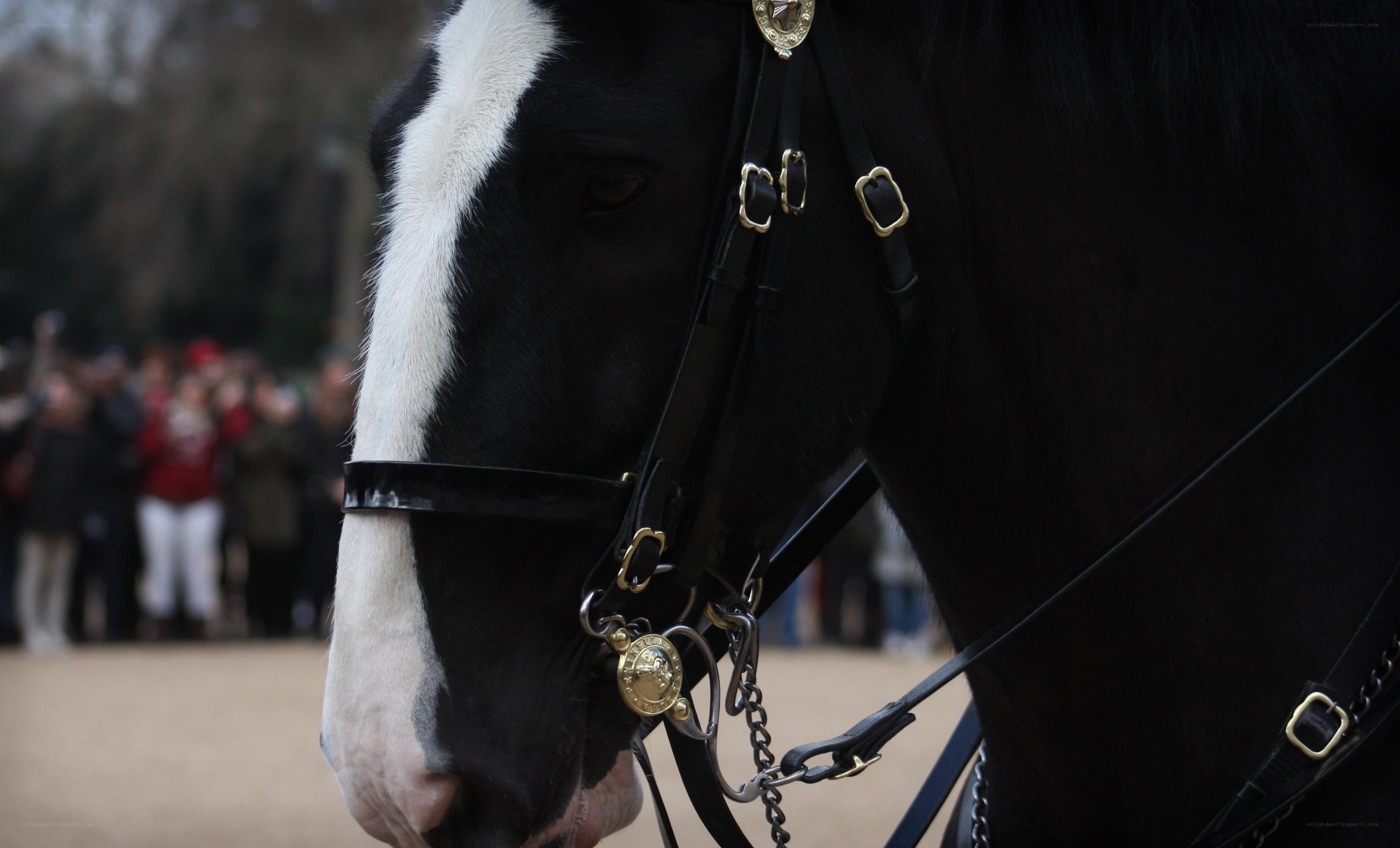 black horse with white blaze