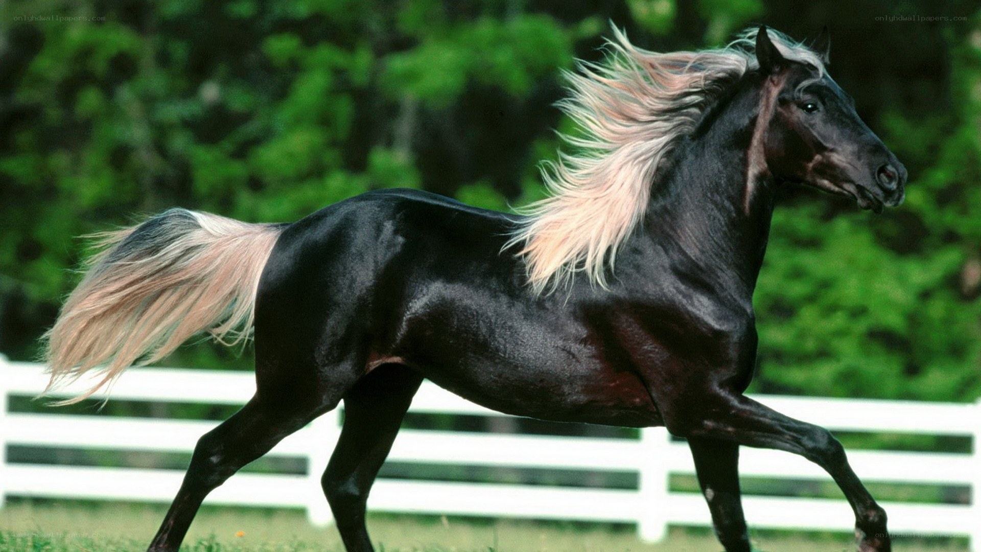 black horse with white mane
