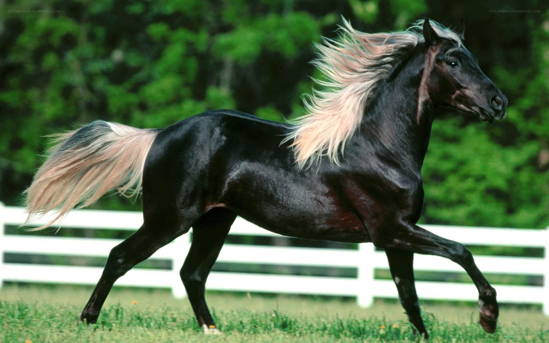 black horse with white mane