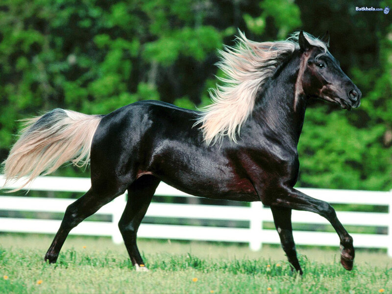 Black Horse with White Mane — Dynamic