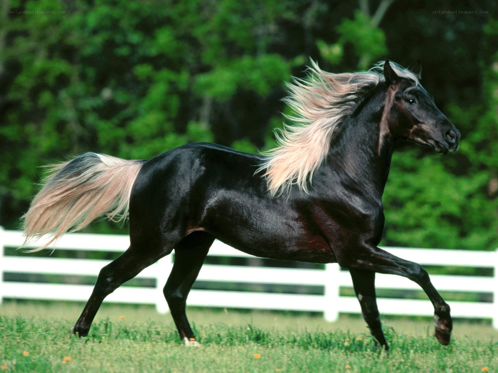black horse with white mane