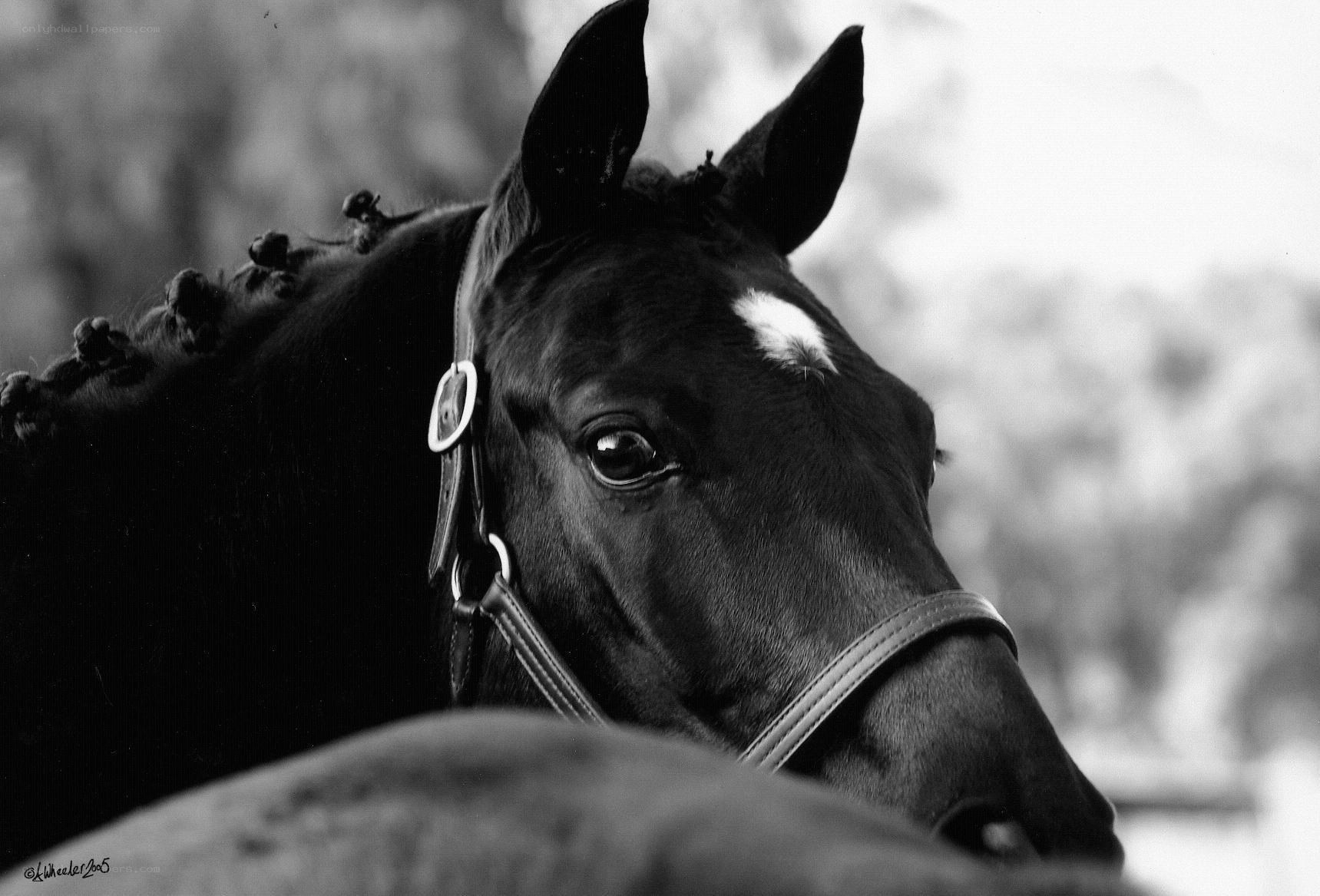 black horse with white marking
