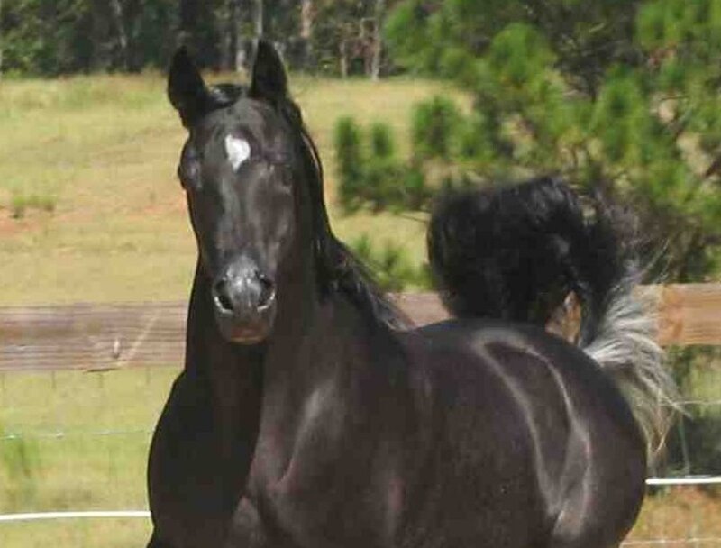 black horse with white marking