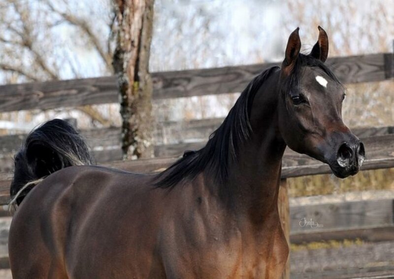 Black Horse with White Marking — Brown, Calm