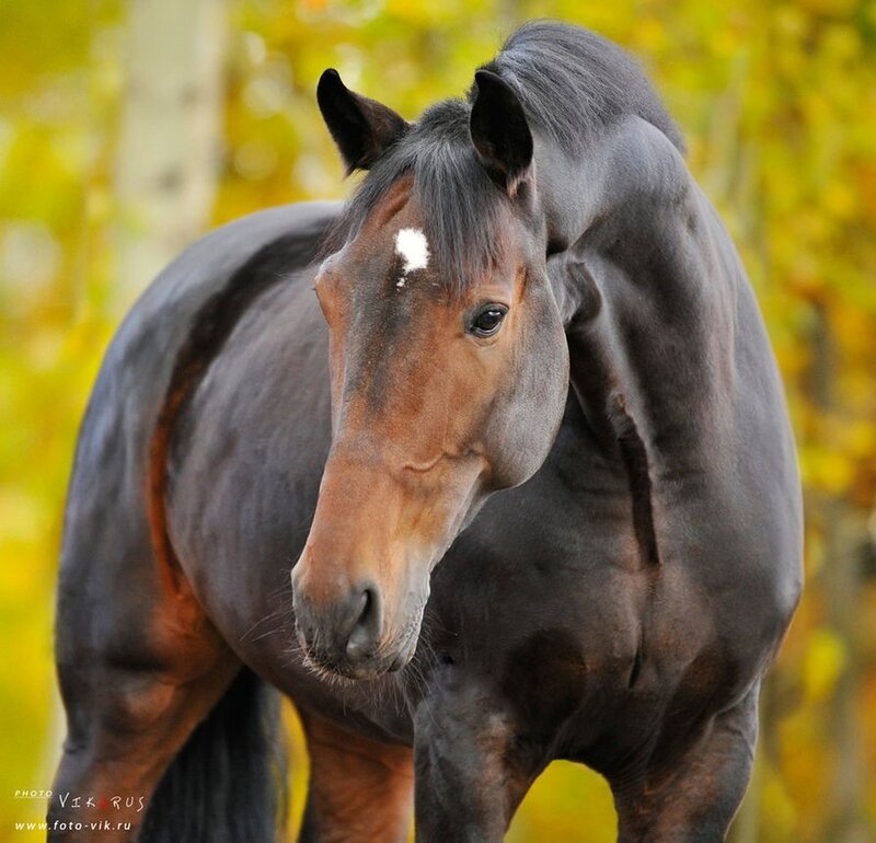 Black Horse with White Marking — Brown