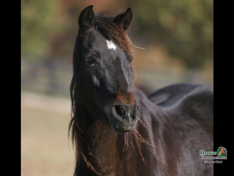 Black Horse with White Marking — Calm