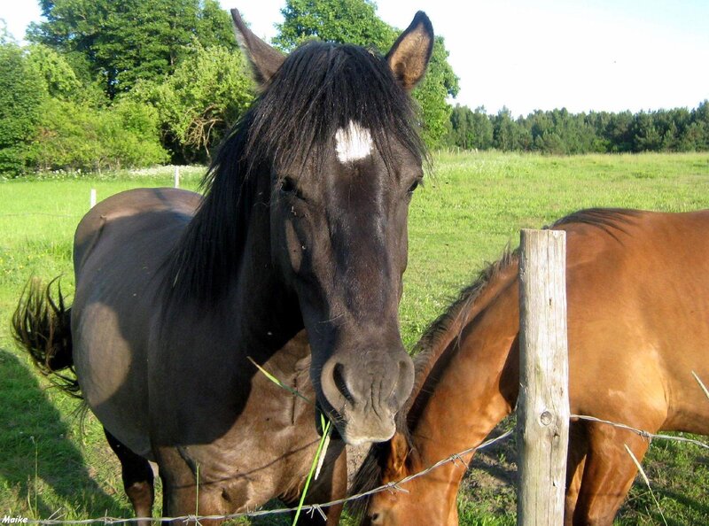 Black Horse with White Marking — Green