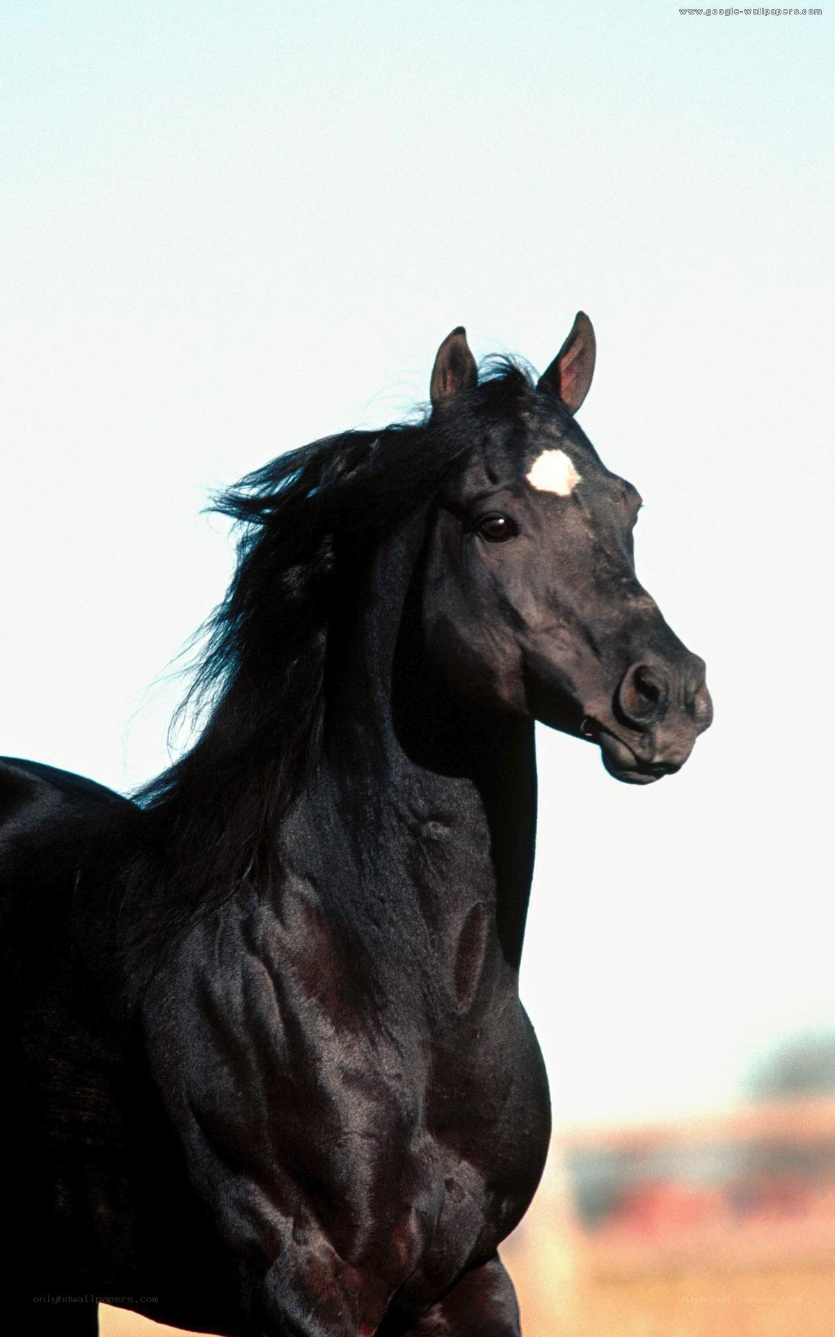 black horse with white marking