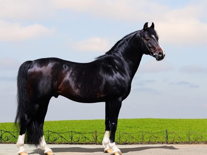 Black Horse with White Markings — Calm, Afternoon, Photograph