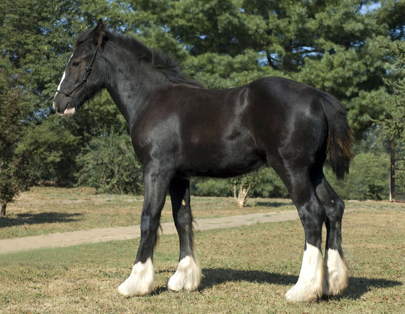 Black Horse with White Markings — Calm, Afternoon