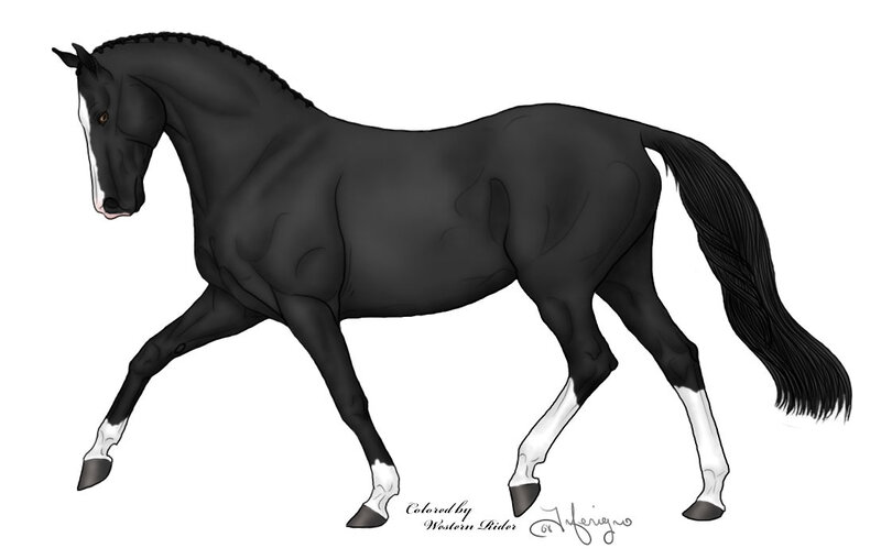 Black Horse with White Markings — Calm, Digital Art
