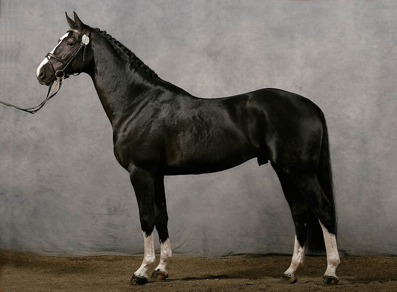Black Horse with White Markings — Calm