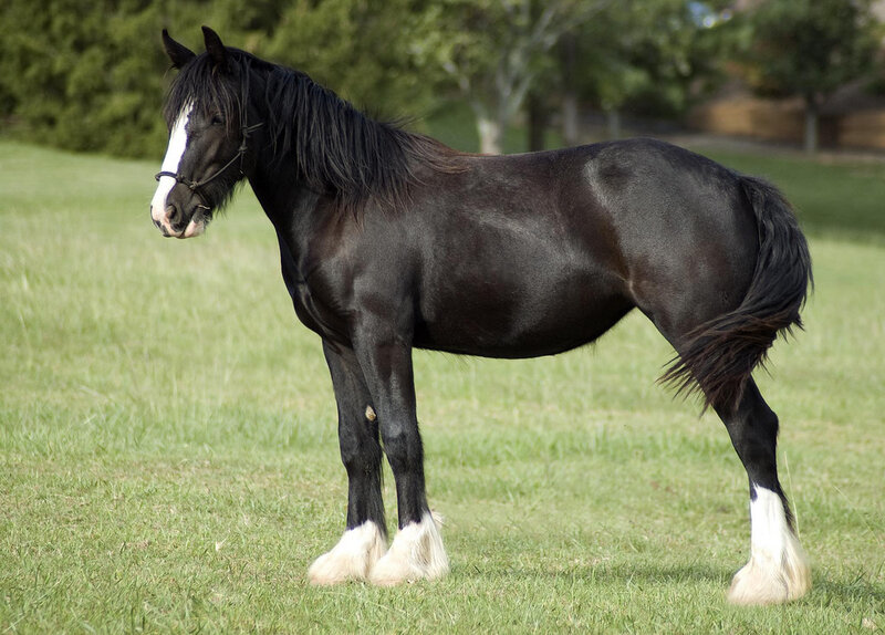 Black Horse with White Markings — Green, Calm
