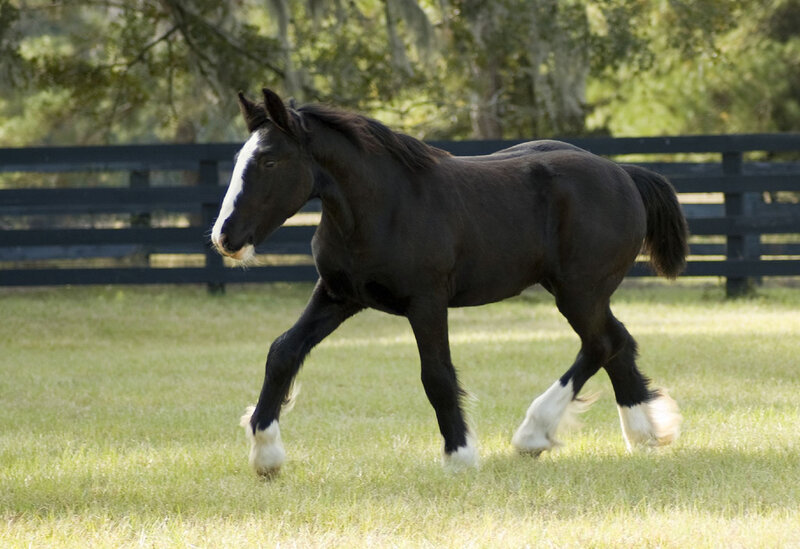 Black Horse with White Markings — Green