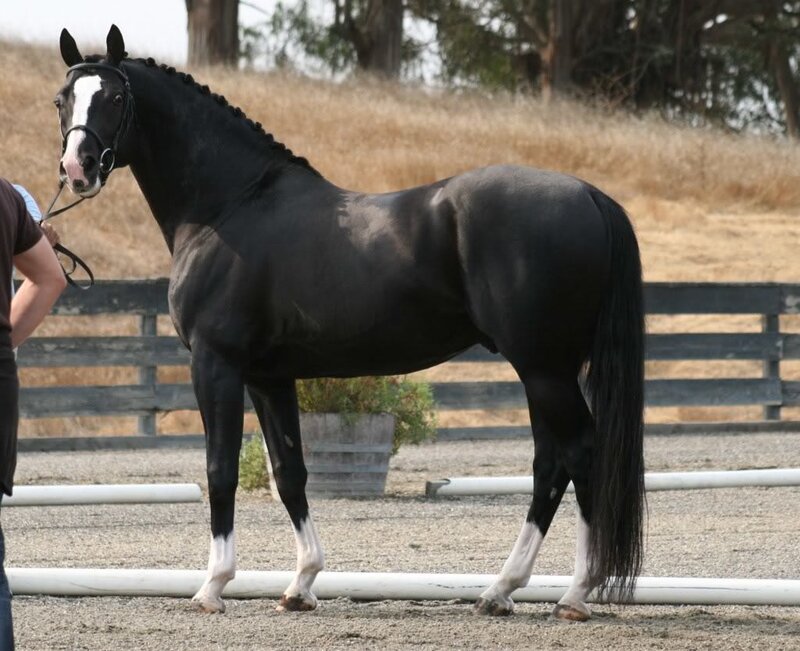 black horse with white markings