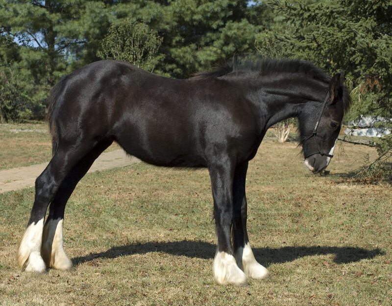 Black Horse with White Socks — Calm