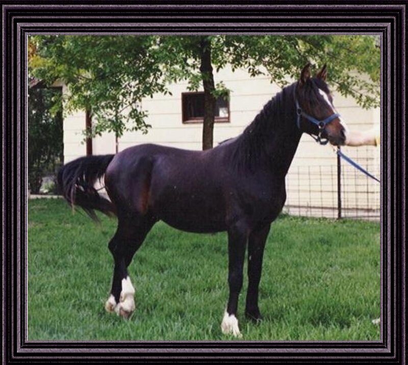 Black Horse with White Socks — Green