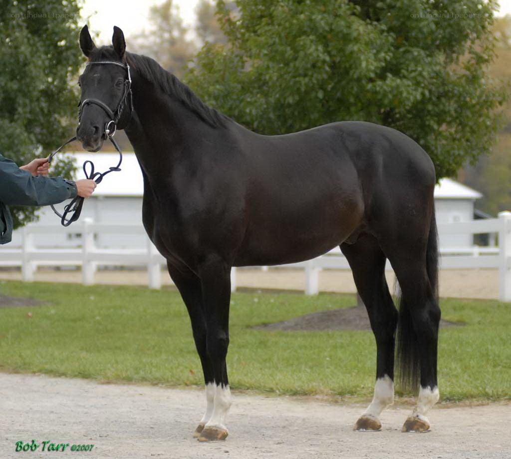 black horse with white socks