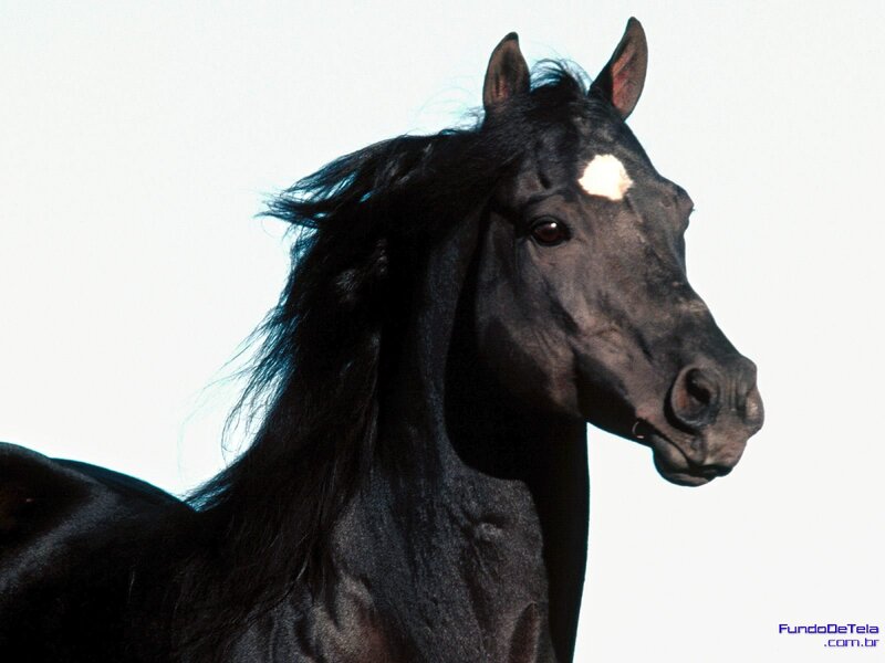 Black Horse with White Spot