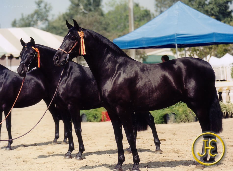 Black horses at a show
