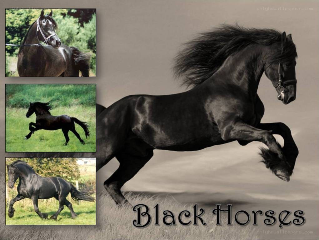 Black Horses Collage