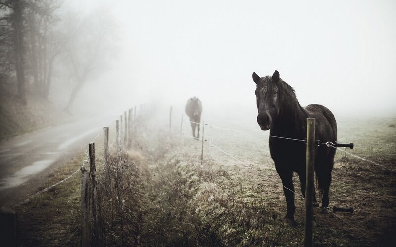 Black Horses in Fog
