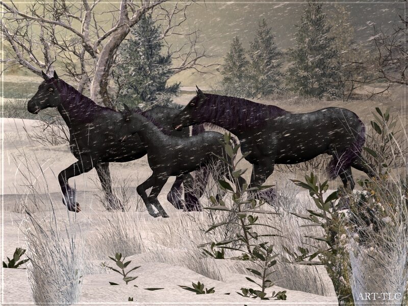 Black Horses in Snow — Cold