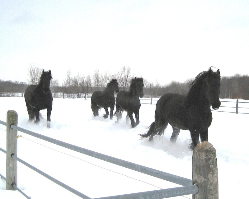 black horses in snow
