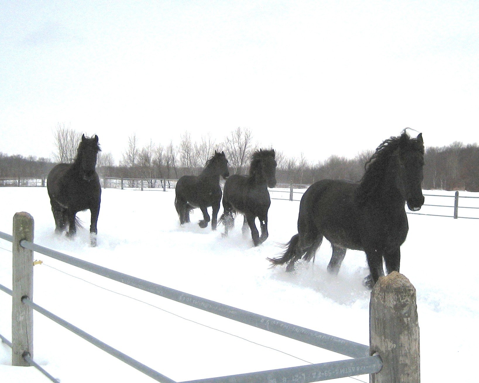 black horses in snow