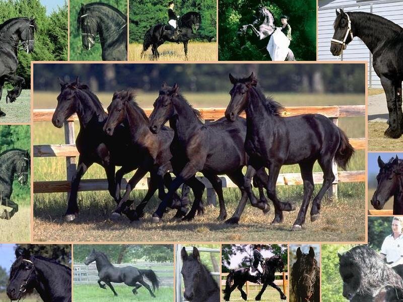 Black Horses Running — Active