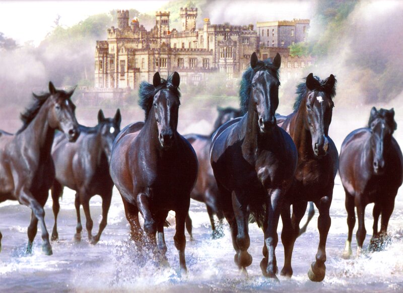 Black Horses Running — Dynamic