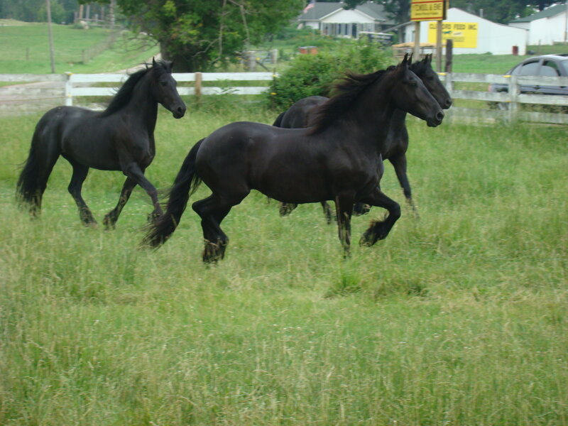 black horses running in a field