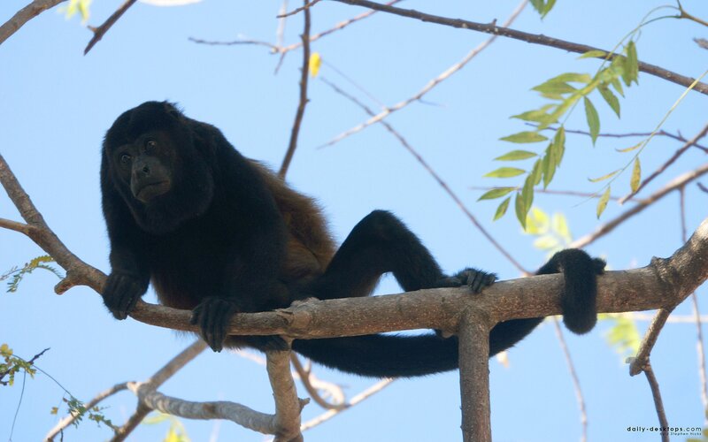 Black howler monkey on a branch