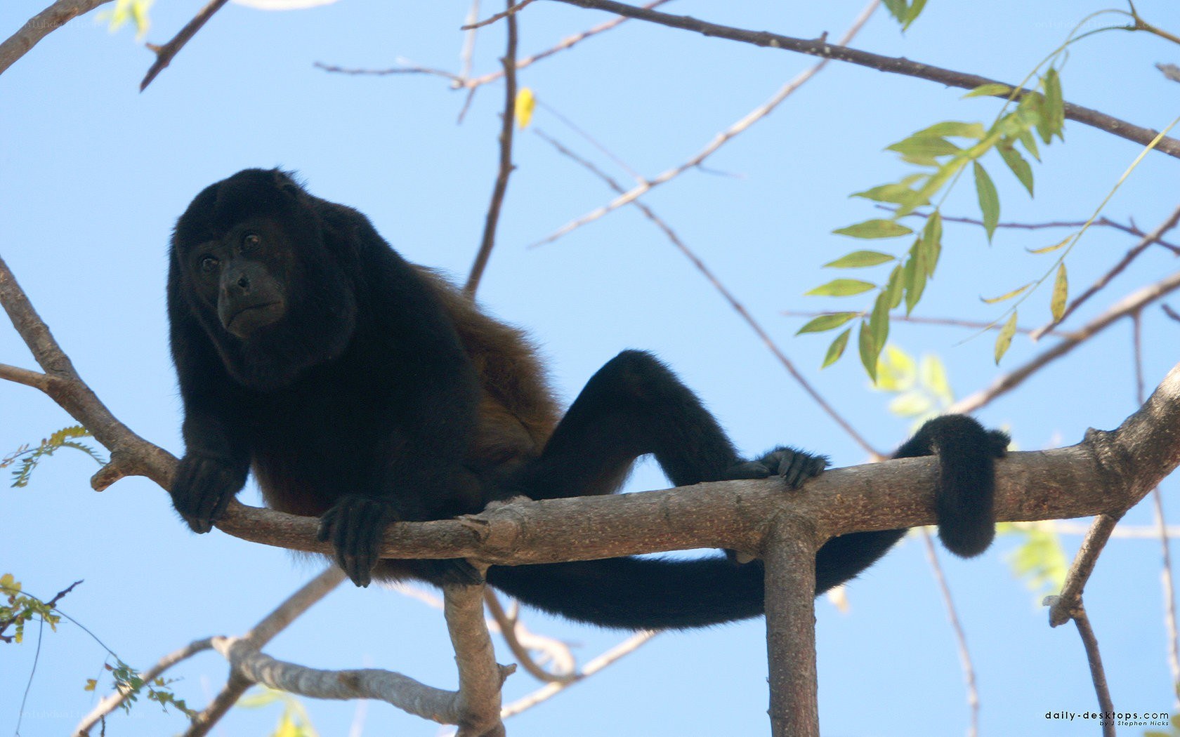 Black howler monkey on a branch