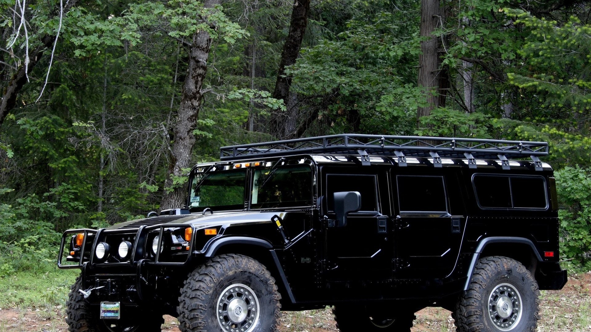 Black Hummer in forest