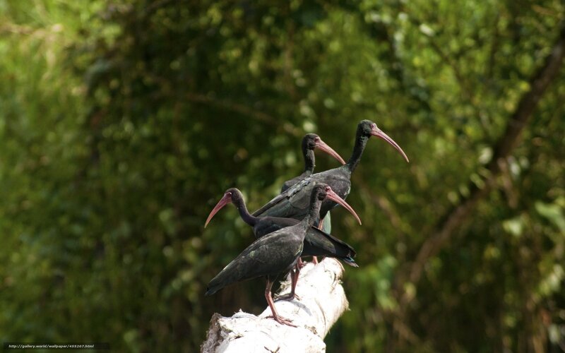 black ibises on a branch