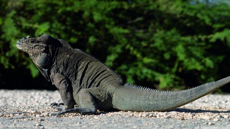 Black Iguana on Gravel — Green, Calm